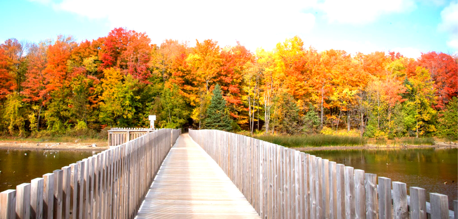 Boardwalk with fall colours